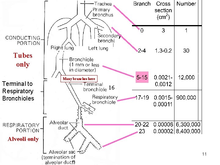 Tubes only Terminal to Respiratory Bronchioles Many branches here 16 Alveoli only 11 