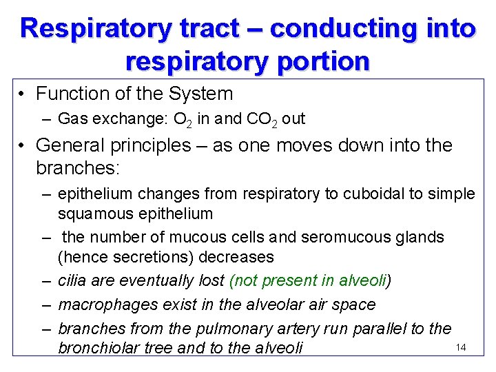 Respiratory tract – conducting into respiratory portion • Function of the System – Gas