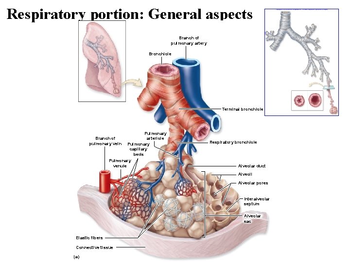 Respiratory portion: General aspects Branch of pulmonary artery Bronchiole Terminal bronchiole Pulmonary arteriole Pulmonary