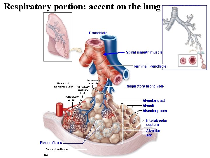 Respiratory portion: accent on the lung structures. Bronchiole Spiral smooth muscle Terminal bronchiole Pulmonary