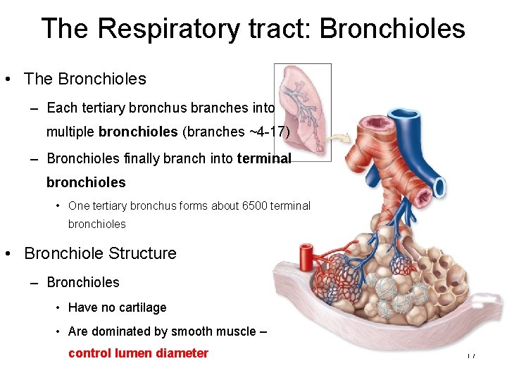 The Respiratory tract: Bronchioles • The Bronchioles – Each tertiary bronchus branches into multiple