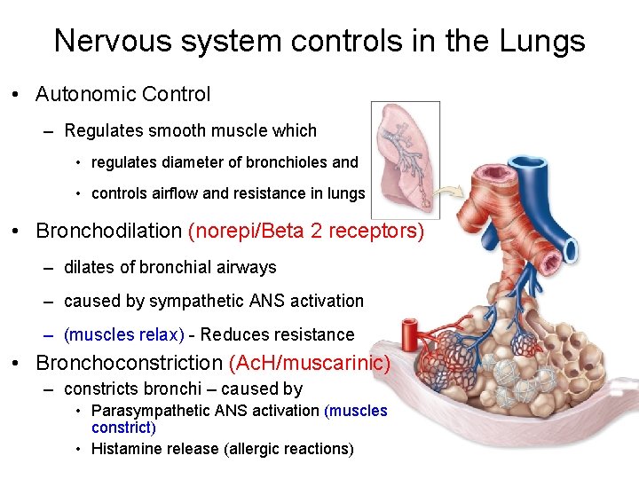 Nervous system controls in the Lungs • Autonomic Control – Regulates smooth muscle which