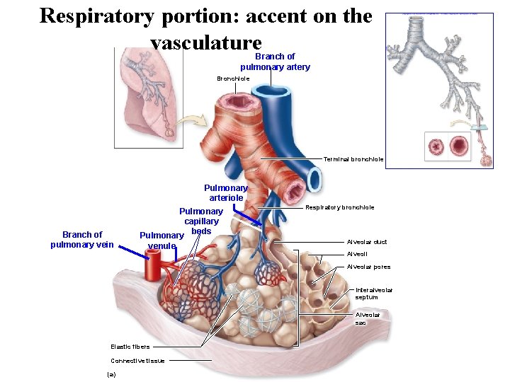 Respiratory portion: accent on the vasculature Branch of pulmonary artery Bronchiole Terminal bronchiole Pulmonary