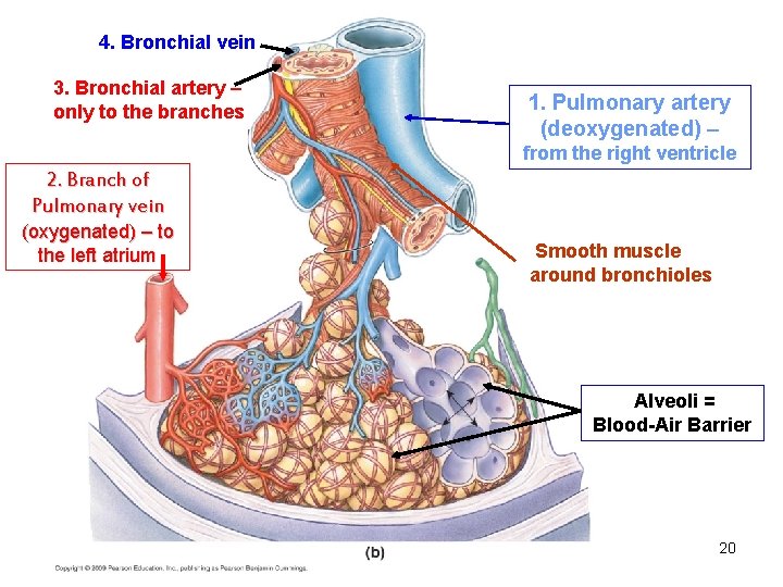 4. Bronchial vein 3. Bronchial artery – only to the branches 1. Pulmonary artery