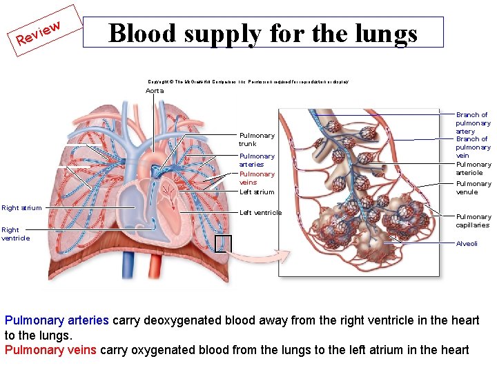 w e i v Re Blood supply for the lungs Copyright © The Mc.