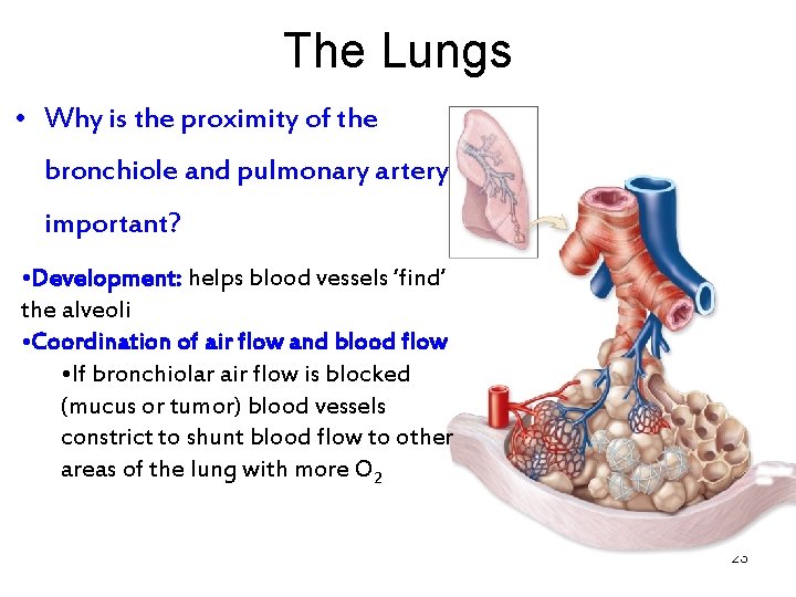 The Lungs • Why is the proximity of the bronchiole and pulmonary artery important?