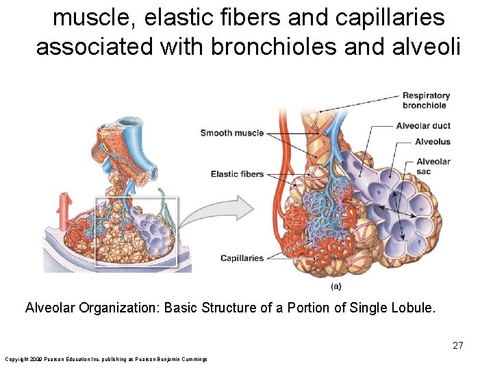 muscle, elastic fibers and capillaries associated with bronchioles and alveoli Alveolar Organization: Basic Structure