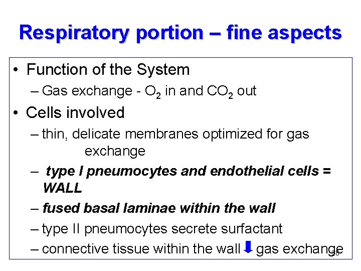 Respiratory portion – fine aspects • Function of the System – Gas exchange -