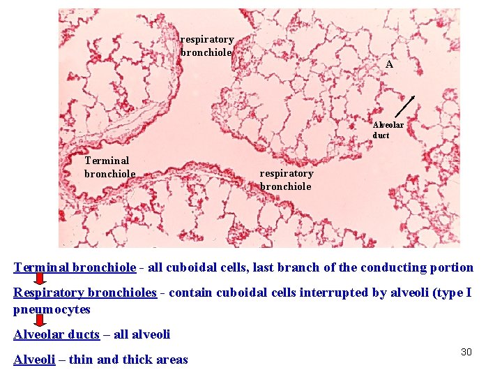 respiratory bronchiole A Alveolar duct Terminal bronchiole respiratory bronchiole Terminal bronchiole - all cuboidal