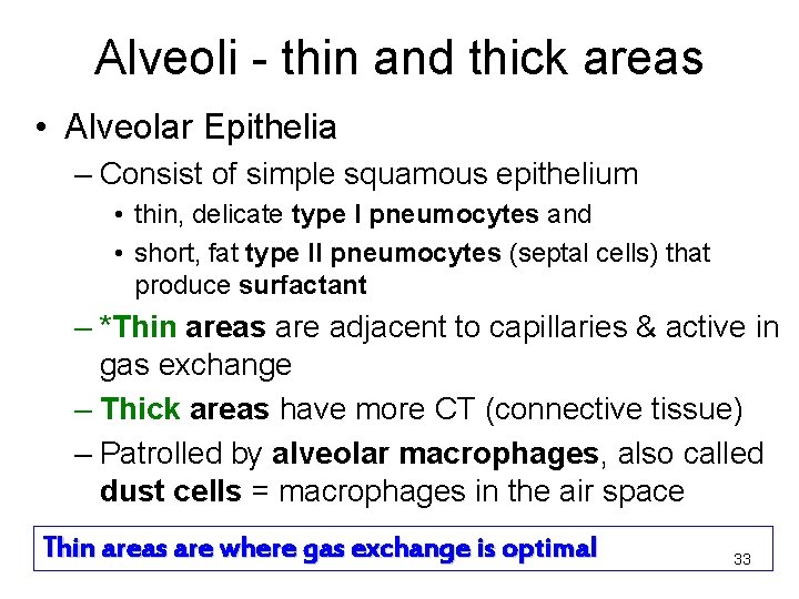 Alveoli - thin and thick areas • Alveolar Epithelia – Consist of simple squamous