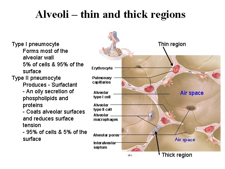 Alveoli – thin and thick regions Type I pneumocyte Forms most of the alveolar