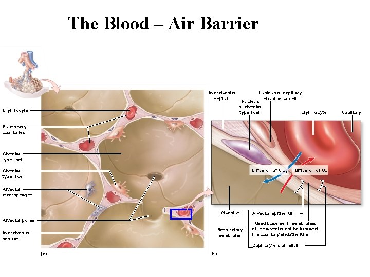 The Blood – Air Barrier Interalveolar septum Erythrocyte Nucleus of capillary endothelial cell Nucleus