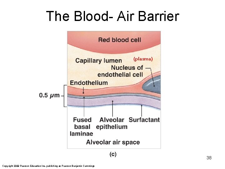 The Blood- Air Barrier (plasma) 38 Copyright 2009 Pearson Education Inc. publishing as Pearson