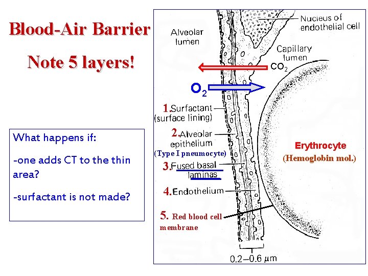 Blood-Air Barrier Note 5 layers! CO 2 1. What happens if: -one adds CT