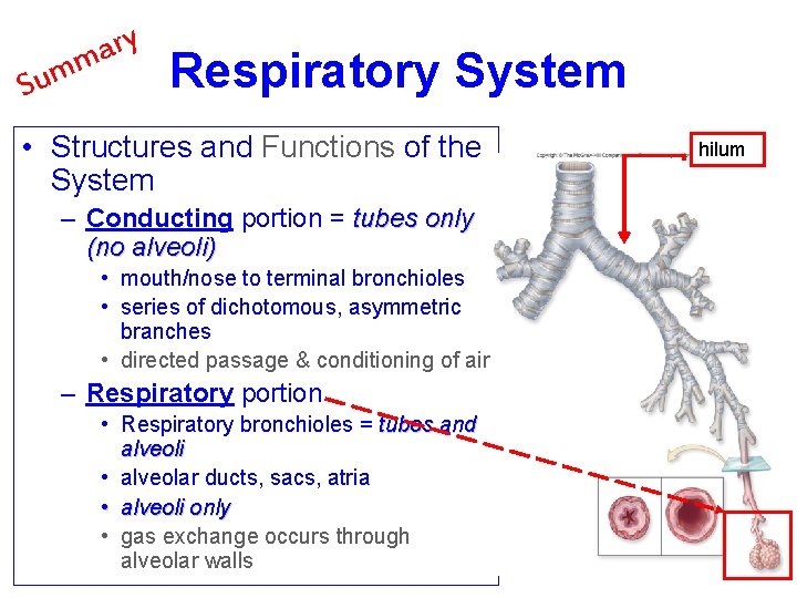 ry a m m u S Respiratory System • Structures and Functions of the