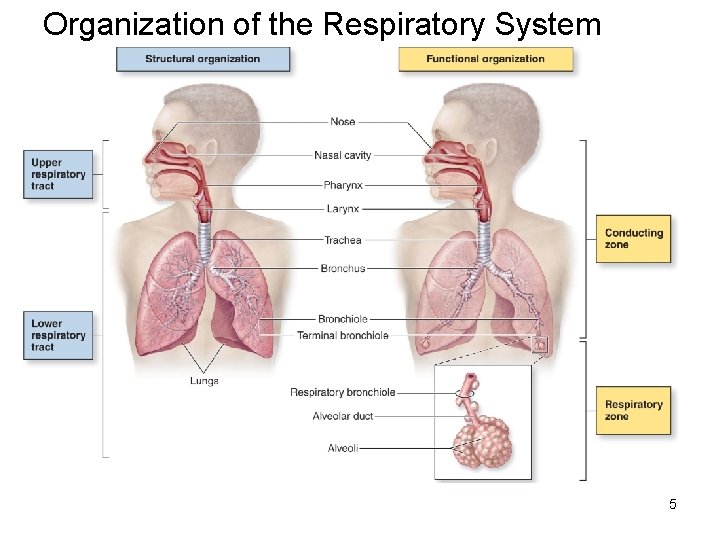 Organization of the Respiratory System 5 