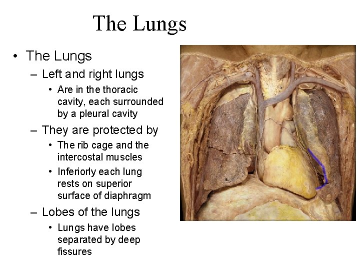 The Lungsn • The Lungs – Left and right lungs • Are in the