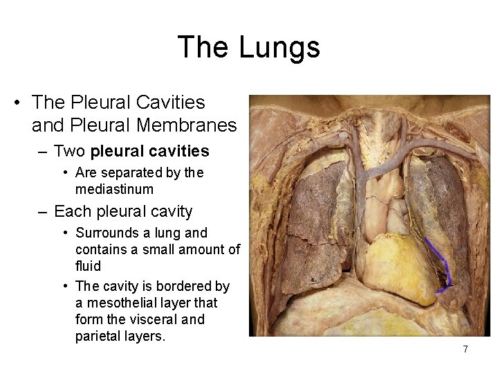 The Lungs • The Pleural Cavities and Pleural Membranes – Two pleural cavities •