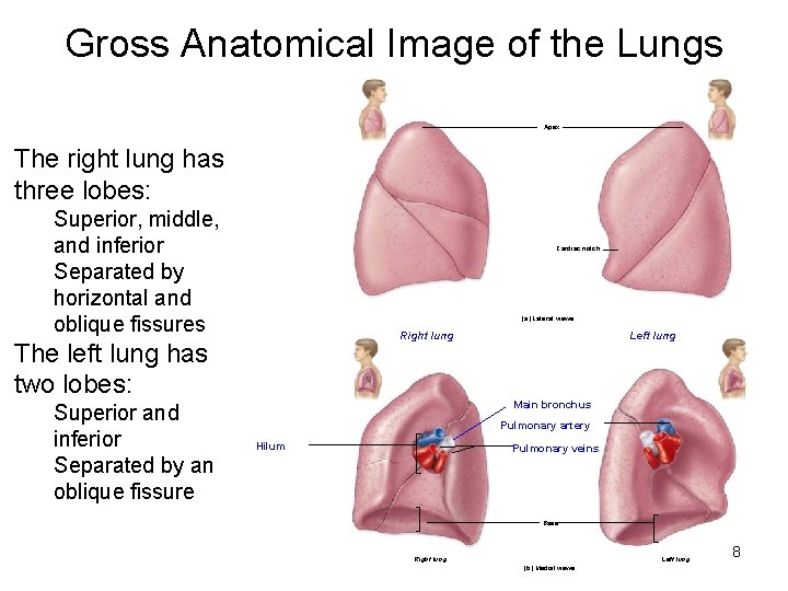 Gross Anatomical Image of the Lungs Apex The right lung has three lobes: Superior,