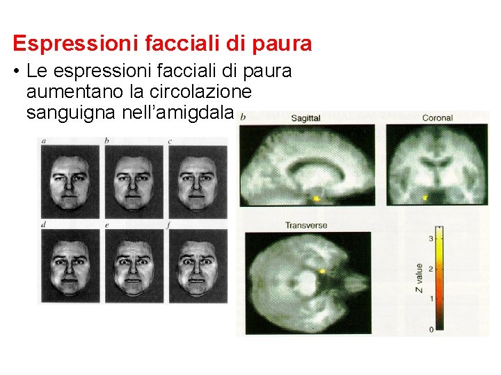 Espressioni facciali di paura • Le espressioni facciali di paura aumentano la circolazione sanguigna Espressioni facciali di paura • Le espressioni facciali di paura aumentano la circolazione sanguigna