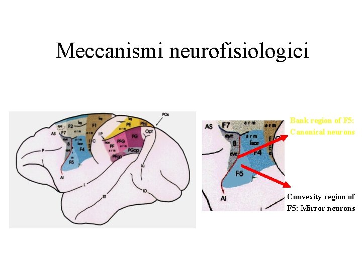 Meccanismi neurofisiologici Bank region of F 5: Canonical neurons Convexity region of F 5: Meccanismi neurofisiologici Bank region of F 5: Canonical neurons Convexity region of F 5: