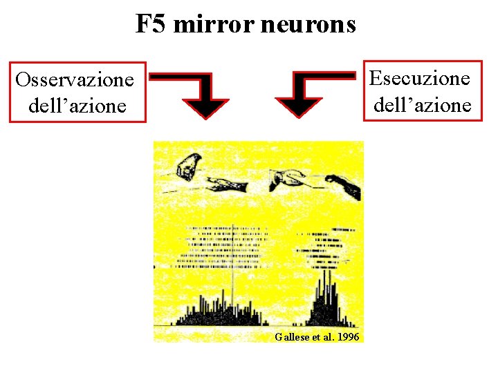 F 5 mirror neurons Esecuzione dell’azione Osservazione dell’azione Gallese et al. 1996 F 5 mirror neurons Esecuzione dell’azione Osservazione dell’azione Gallese et al. 1996