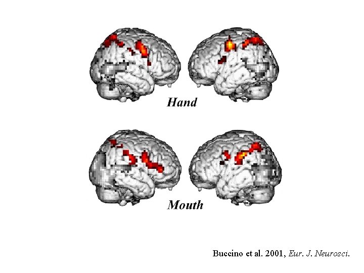 Buccino et al. 2001, Eur. J. Neurosci. Buccino et al. 2001, Eur. J. Neurosci.