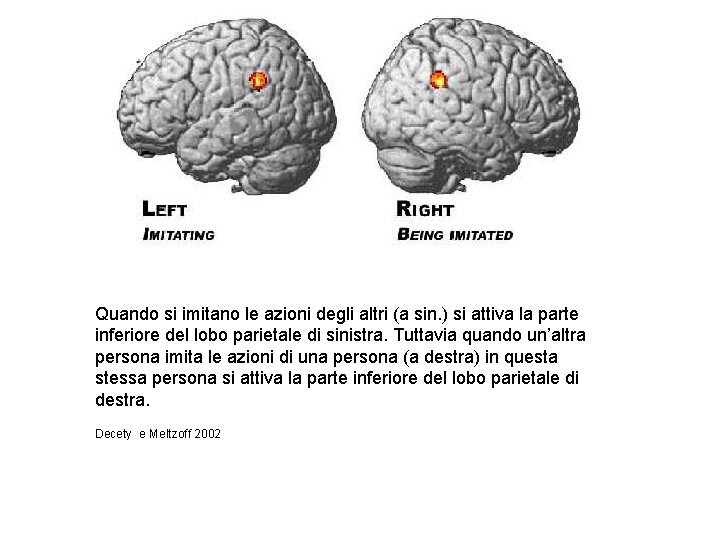 Quando si imitano le azioni degli altri (a sin. ) si attiva la parte Quando si imitano le azioni degli altri (a sin. ) si attiva la parte
