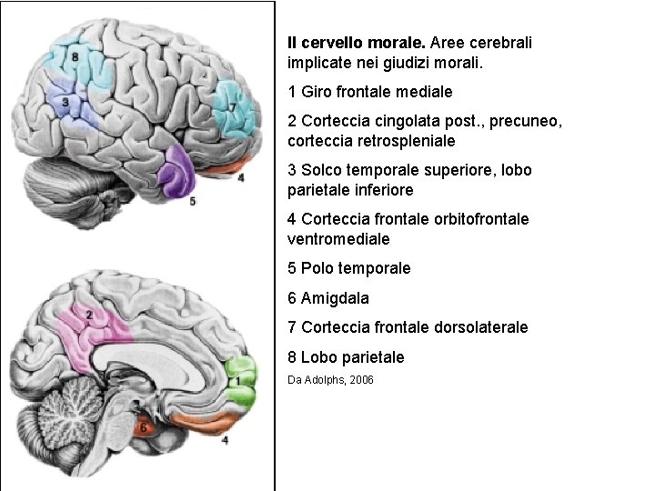 Il cervello morale. Aree cerebrali implicate nei giudizi morali. 1 Giro frontale mediale 2 Il cervello morale. Aree cerebrali implicate nei giudizi morali. 1 Giro frontale mediale 2