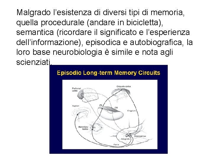Malgrado l’esistenza di diversi tipi di memoria, quella procedurale (andare in bicicletta), semantica (ricordare Malgrado l’esistenza di diversi tipi di memoria, quella procedurale (andare in bicicletta), semantica (ricordare
