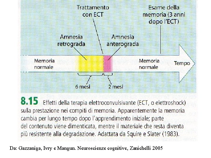 Da: Gazzaniga, Ivry e Mangun. Neuroscienze cognitive, Zanichelli 2005 Da: Gazzaniga, Ivry e Mangun. Neuroscienze cognitive, Zanichelli 2005