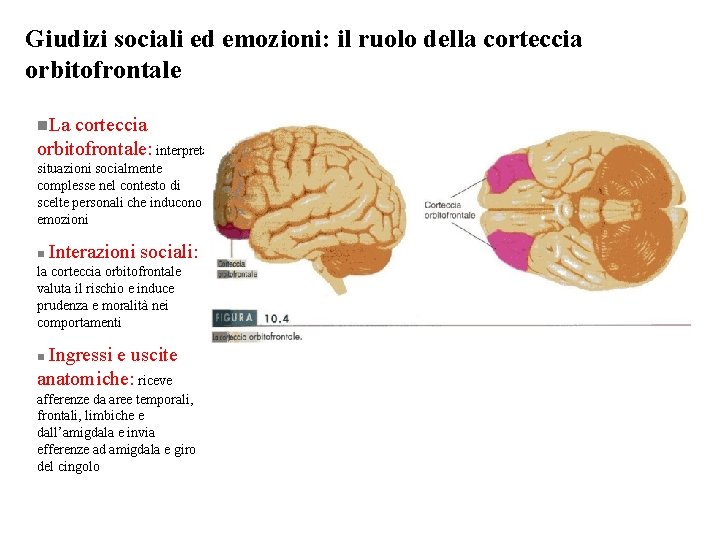 Giudizi sociali ed emozioni: il ruolo della corteccia orbitofrontale n. La corteccia orbitofrontale: interpreta Giudizi sociali ed emozioni: il ruolo della corteccia orbitofrontale n. La corteccia orbitofrontale: interpreta