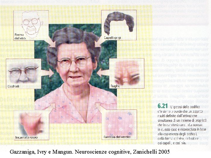 Gazzaniga, Ivry e Mangun. Neuroscienze cognitive, Zanichelli 2005 Gazzaniga, Ivry e Mangun. Neuroscienze cognitive, Zanichelli 2005