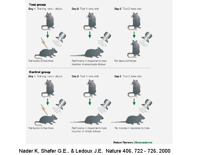 Nader K, Shafer G. E. . & Ledoux J. E. Nature 406, 722 - Nader K, Shafer G. E. . & Ledoux J. E. Nature 406, 722 -