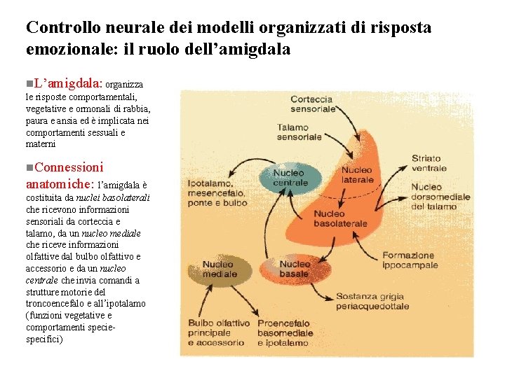 Controllo neurale dei modelli organizzati di risposta emozionale: il ruolo dell’amigdala n. L’amigdala: organizza Controllo neurale dei modelli organizzati di risposta emozionale: il ruolo dell’amigdala n. L’amigdala: organizza