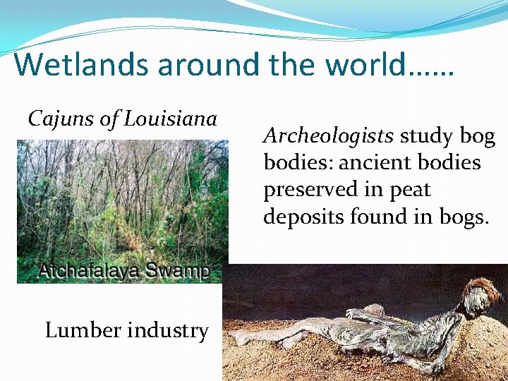 Wetlands around the world…… Cajuns of Louisiana Lumber industry Archeologists study bog bodies: ancient