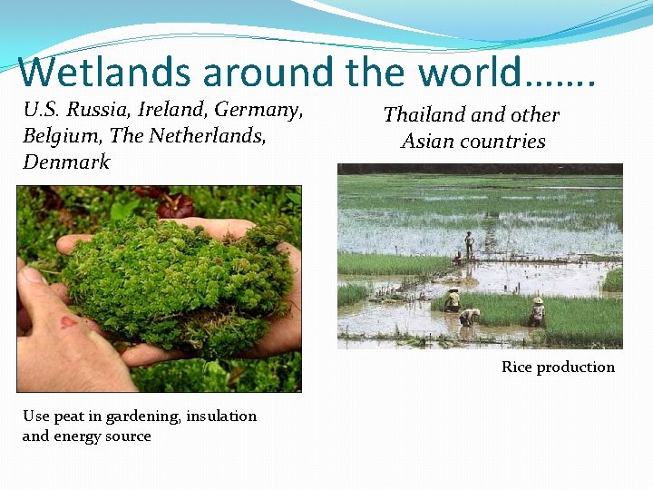 Wetlands around the world……. U. S. Russia, Ireland, Germany, Belgium, The Netherlands, Denmark Thailand