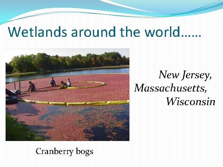 Wetlands around the world…… New Jersey, Massachusetts, Wisconsin Cranberry bogs 