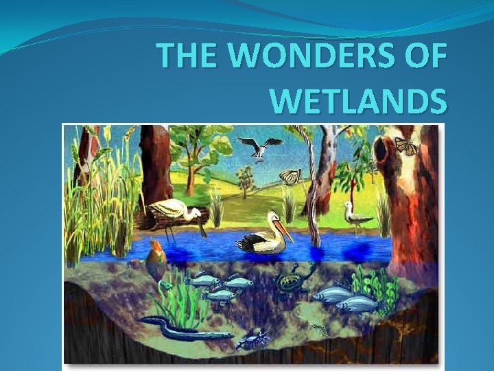 THE WONDERS OF WETLANDS 