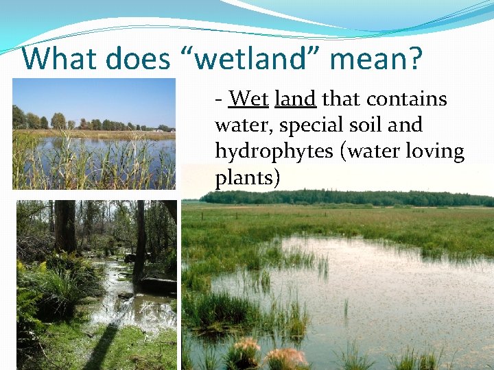 What does “wetland” mean? - Wet land that contains water, special soil and hydrophytes