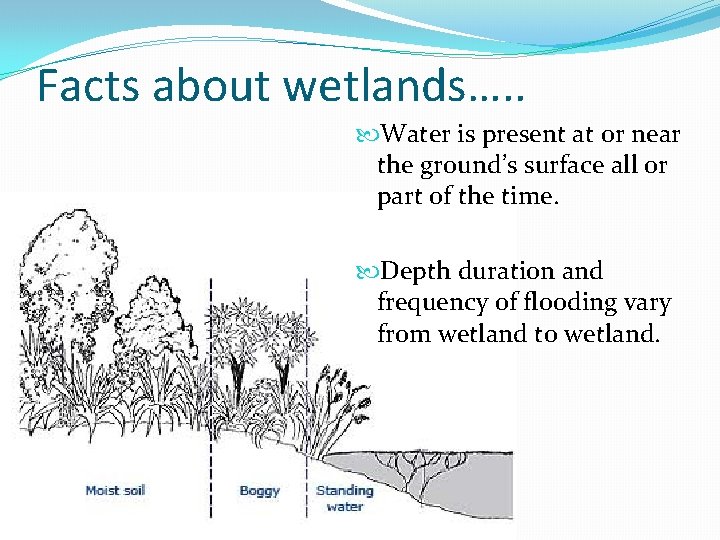 Facts about wetlands…. . Water is present at or near the ground’s surface all