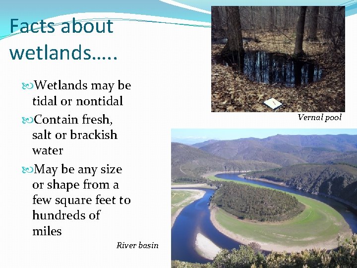 Facts about wetlands…. . Wetlands may be tidal or nontidal Contain fresh, salt or