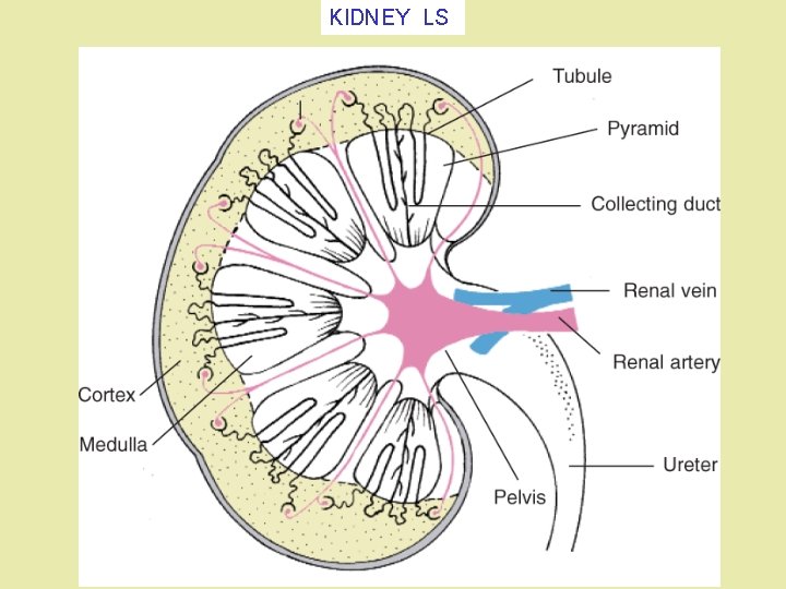 KIDNEY LS KIDNEY LS