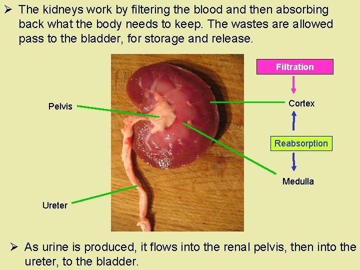 Ø The kidneys work by filtering the blood and then absorbing back what the Ø The kidneys work by filtering the blood and then absorbing back what the