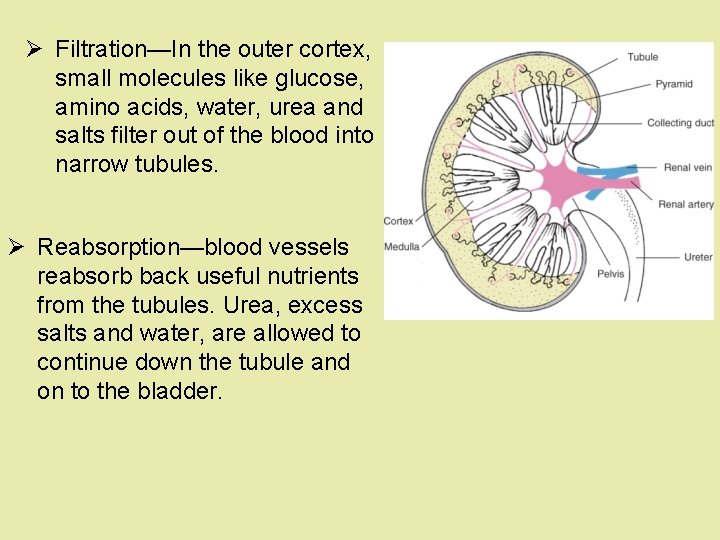 Ø Filtration—In the outer cortex, small molecules like glucose, amino acids, water, urea and Ø Filtration—In the outer cortex, small molecules like glucose, amino acids, water, urea and