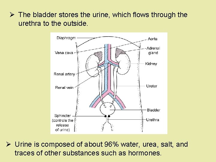 Ø The bladder stores the urine, which flows through the urethra to the outside. Ø The bladder stores the urine, which flows through the urethra to the outside.