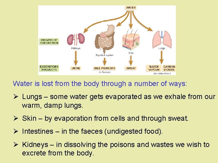 Water is lost from the body through a number of ways: Ø Lungs – Water is lost from the body through a number of ways: Ø Lungs –