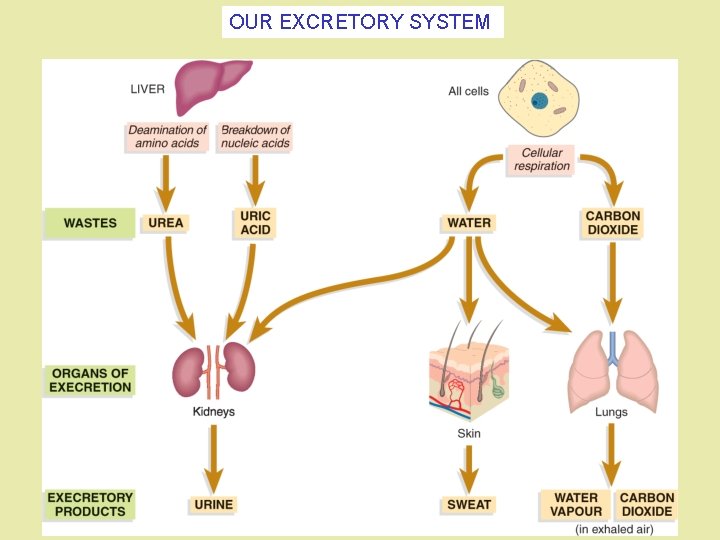OUR EXCRETORY SYSTEM OUR EXCRETORY SYSTEM