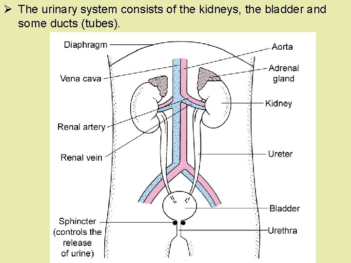 Ø The urinary system consists of the kidneys, the bladder and some ducts (tubes). Ø The urinary system consists of the kidneys, the bladder and some ducts (tubes).