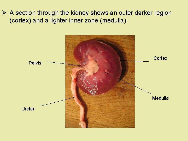 Ø A section through the kidney shows an outer darker region (cortex) and a Ø A section through the kidney shows an outer darker region (cortex) and a